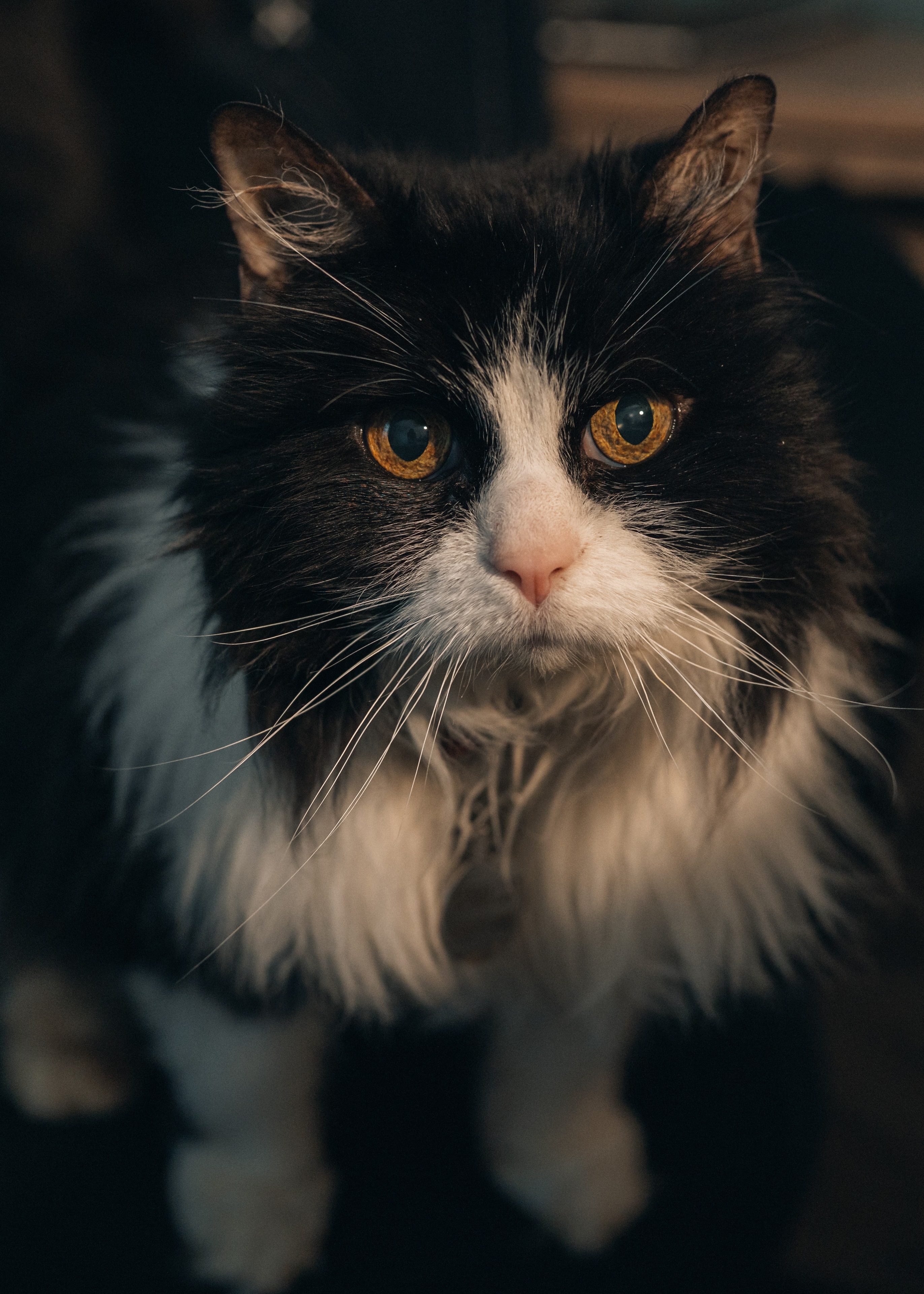 Mama Cat, a black and white cat with golden eyes, gazing directly at the camera