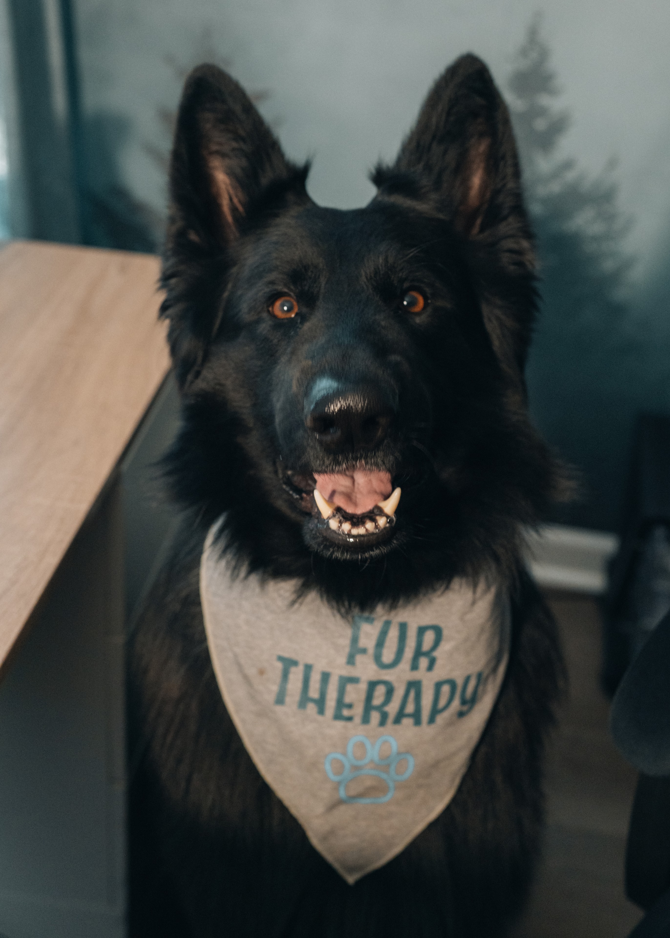 Thor, a black dog wearing a green Fur Therapy bandana, looking at the camera